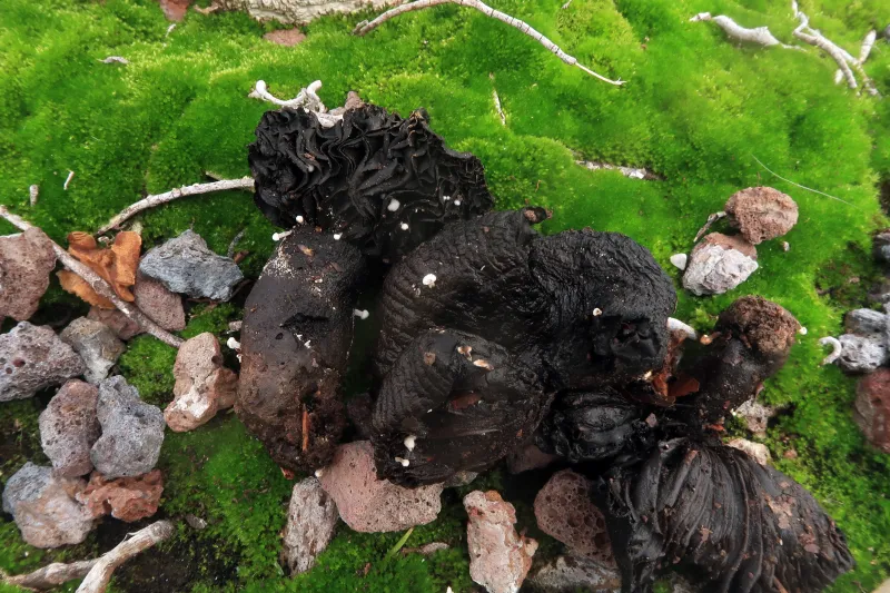 Asterophora lycoperdoides 1 - IMG_8197